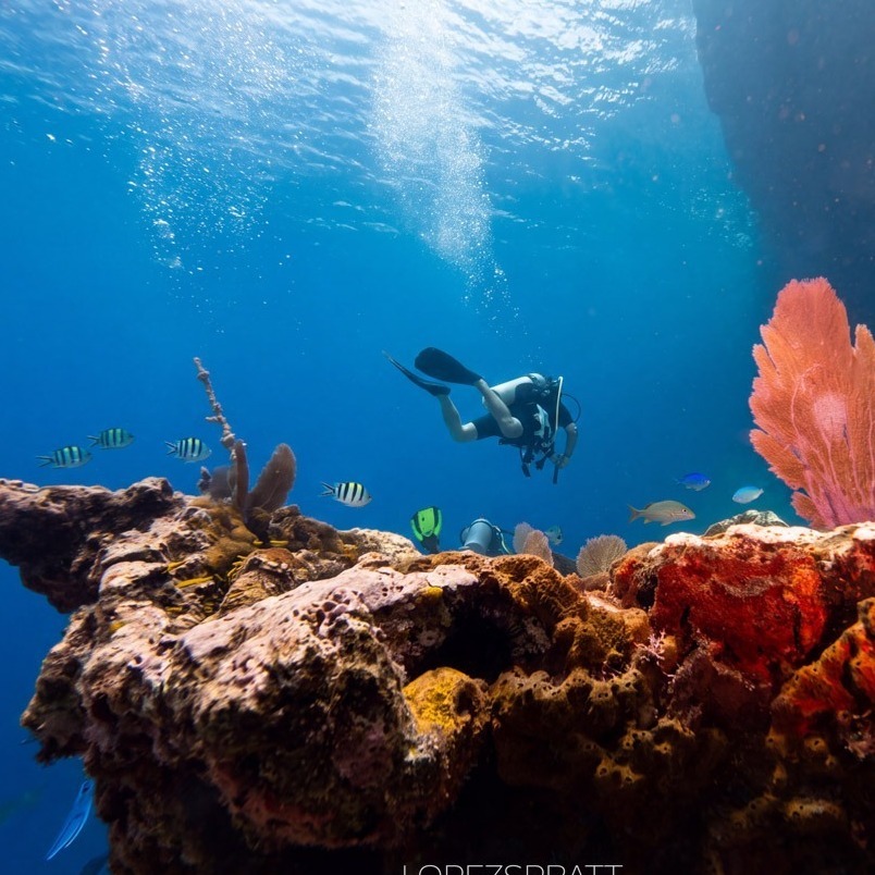 Coral reef diving Scuba diver swimming above colorful coral and giant sponges
