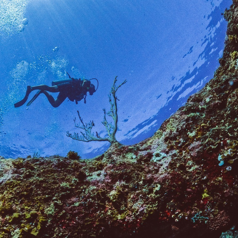 Coral reef diving Scuba diver swimming above colorful coral and giant sponges