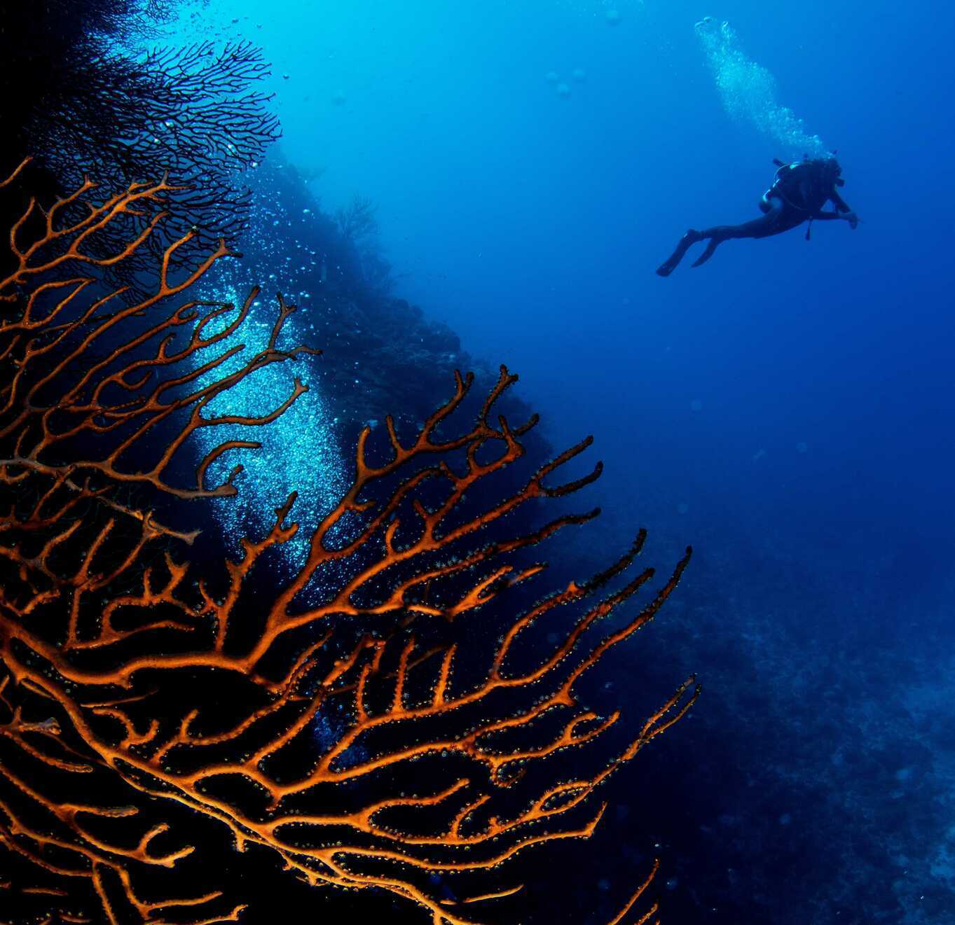 Cabo Cabrón wall dive Scuba diver exploring a wall covered with large orange sea fans at Cabo Cabrón