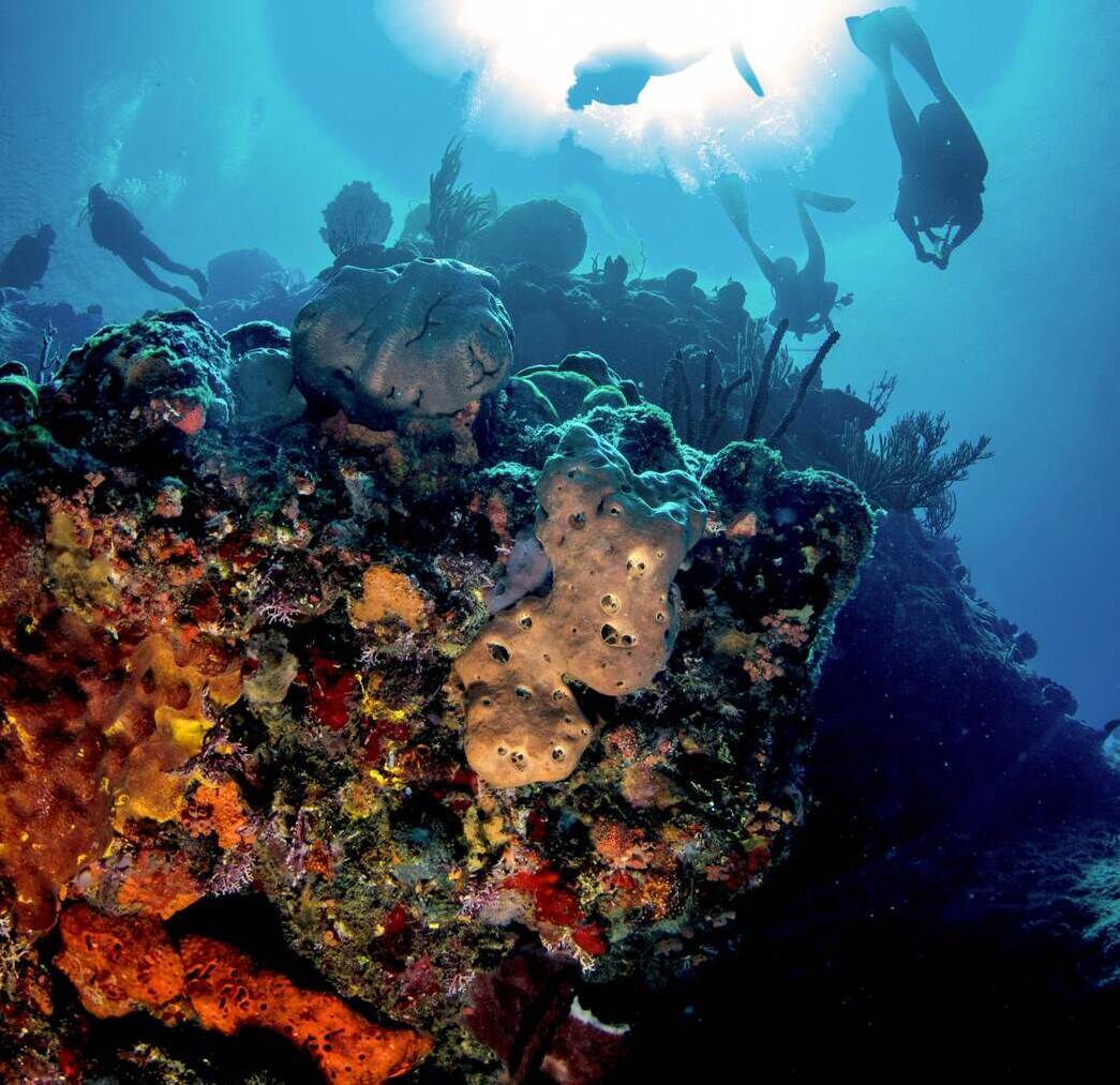 Cabo Cabrón tower Scuba divers swimming above colorful coral and giant sponges at Cabo Cabrón