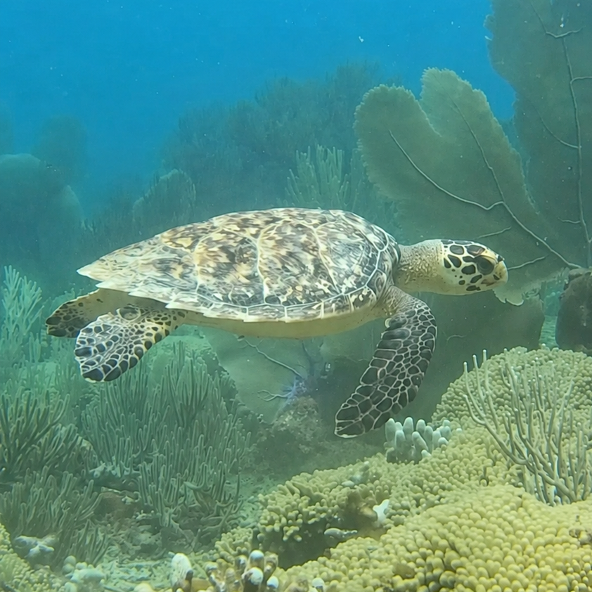 Sea turtle at Jackson Bay Sea turtle swimming above the reef at Jackson Bay