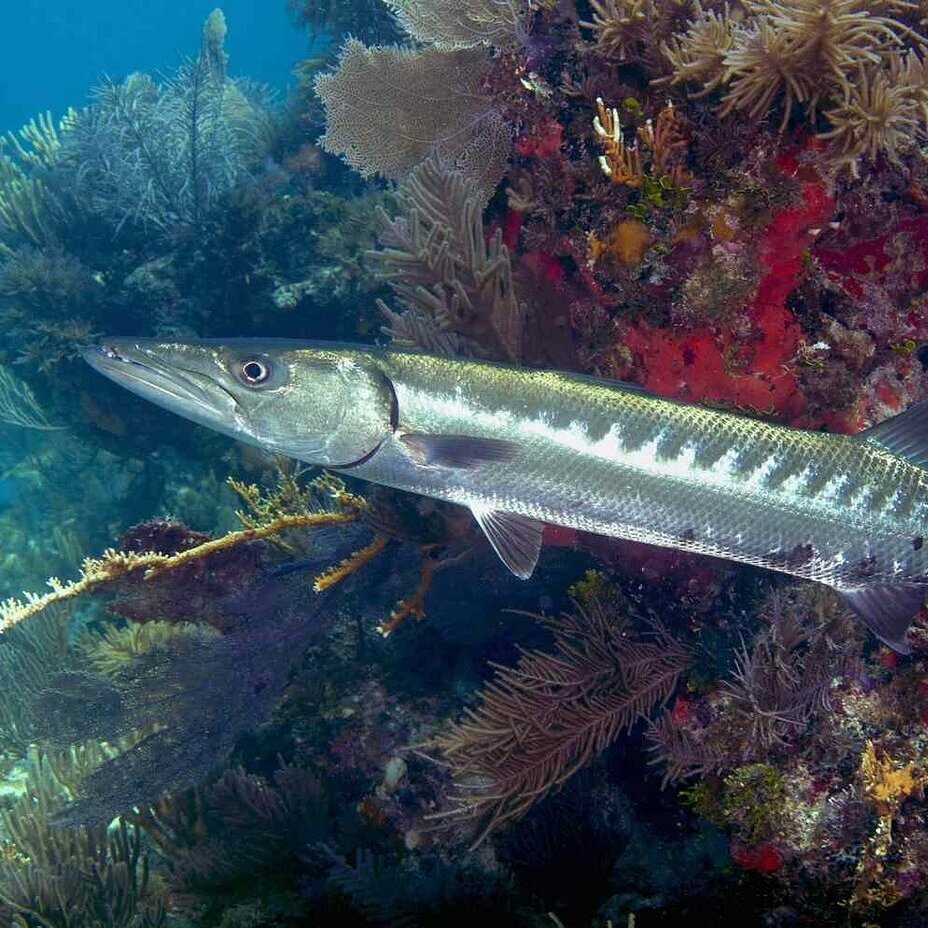Barracuda near Las Terrenas Barracuda swimming over a tropical reef near Las Terrenas