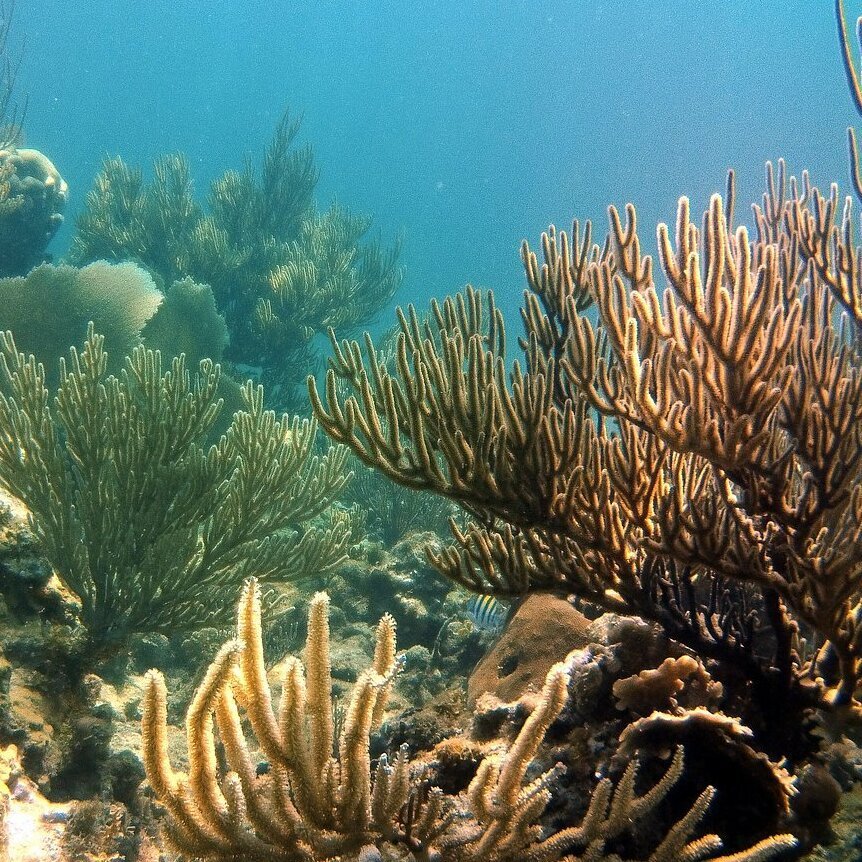 Jackson Bay coral reef Shallow coral reef at Jackson Bay near Las Terrenas