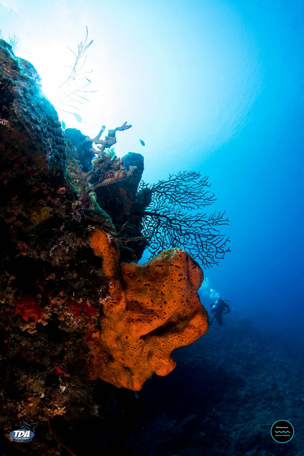 Diver exploring a coral reef with giant sponges at Cabo Cabrón National Park